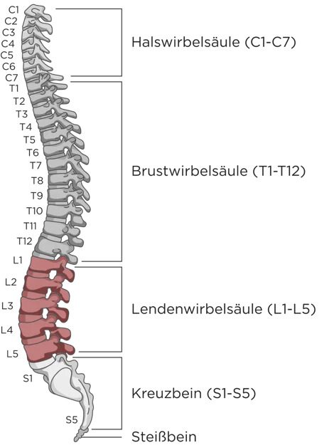 Lendenwirbelsäule